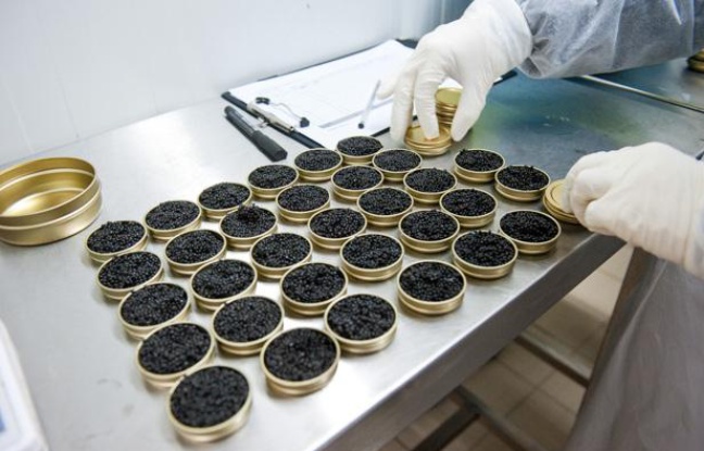 importateur de caviar en Suisse